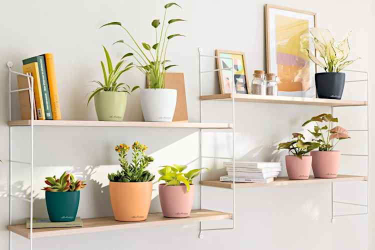 Plants in LECHUZA Cachepot DECO Planters